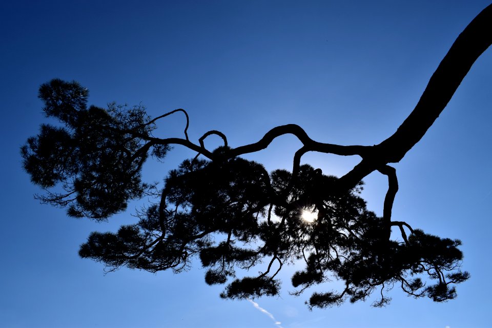 Lacona, Italy, Backlight