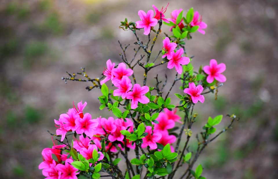 Flowers, Pink