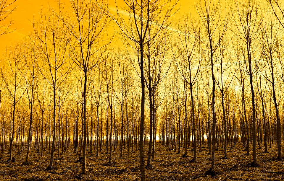 Texture, Trees, Orange