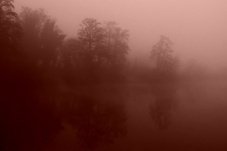 Trees, Fog, Lake