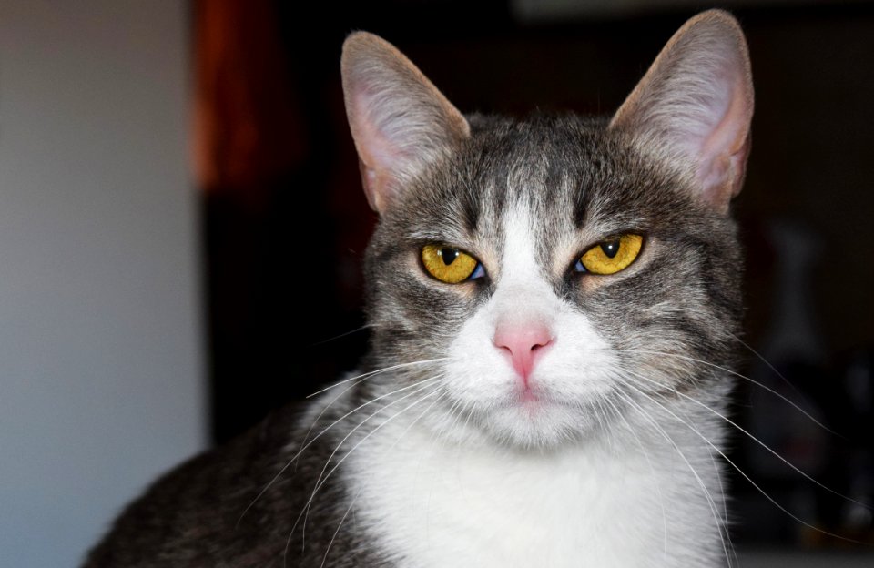Animal, Cat