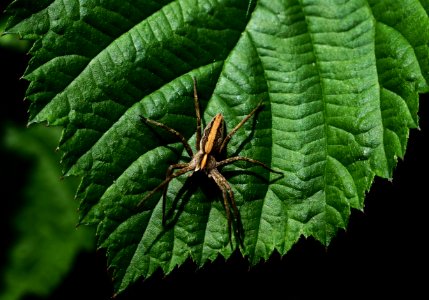 Spider, Green, Plants