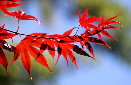 Autumn autumn leaves maple leaf photo