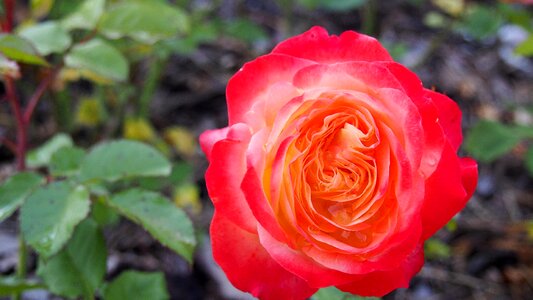 The petals the delicacy nature