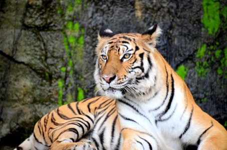 white and black tiger lying on gray rock in closeup photography photo