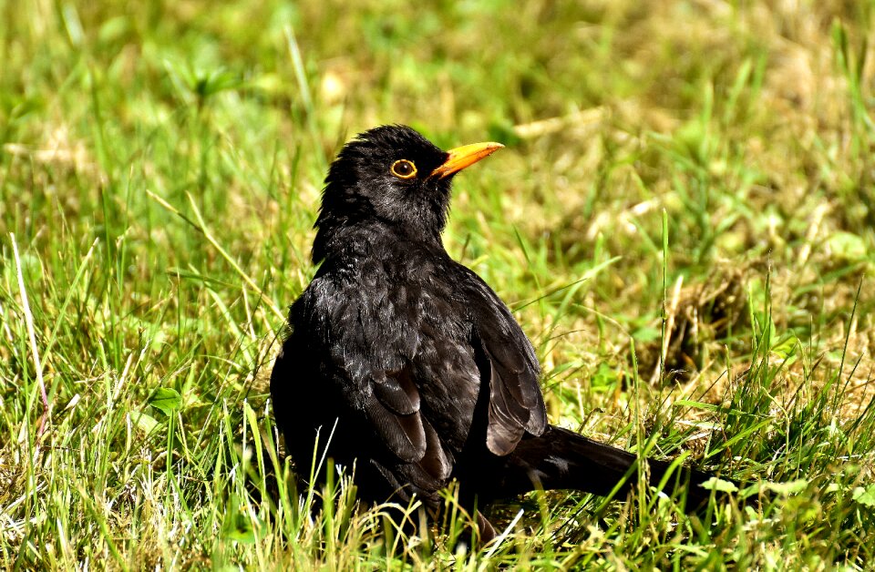 Songbird nature animal