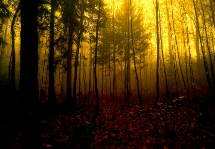 silhouette of pine trees photo