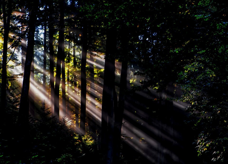 sunlight rays in forest