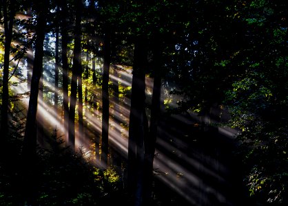 sunlight rays in forest