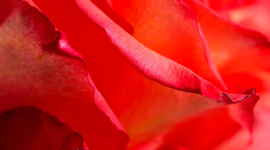 red flower