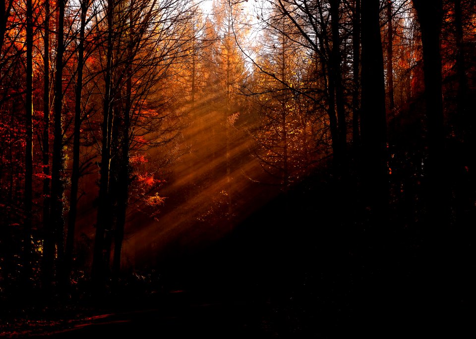 pine and bare trees lighted by sunlight