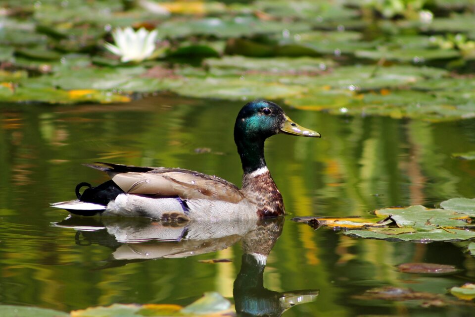 Green wild male photo