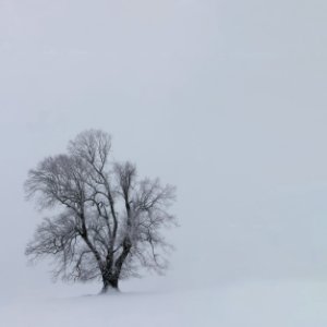 snow-covered tree photo