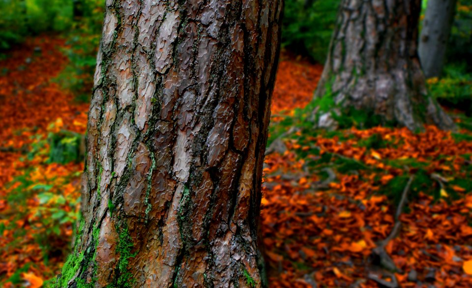 dried leaves under trees
