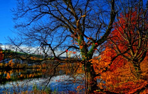 A large tree devoid of its leaves.