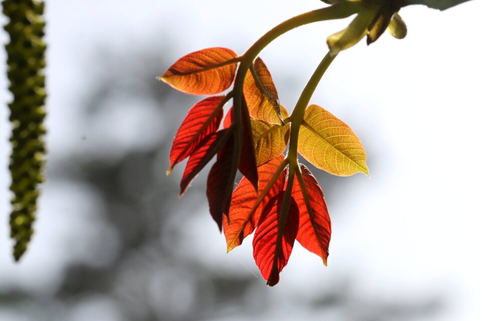Plant flowers beautiful