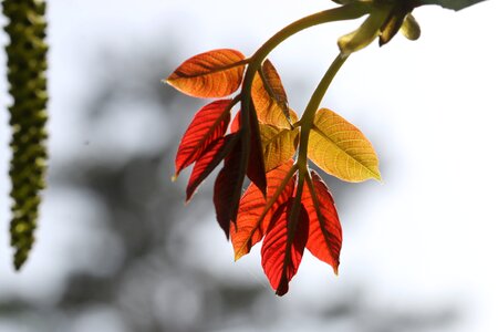 Plant flowers beautiful photo