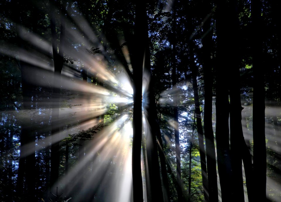 silhouette of trees with sun rays background