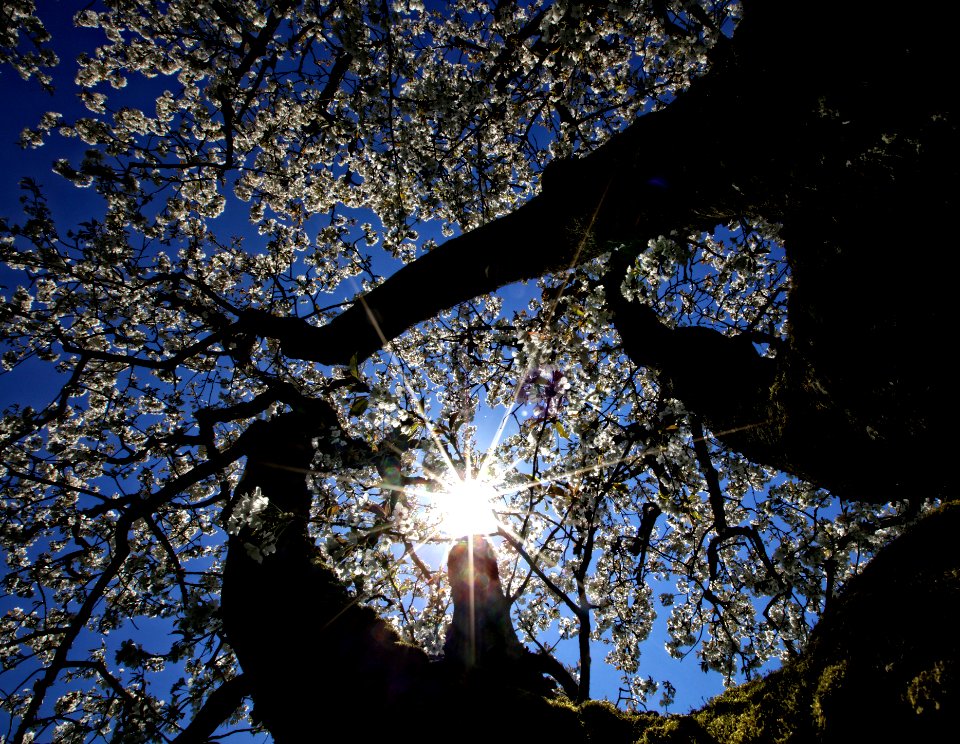 sun rays passing through white flowering tree photo
