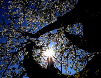 sun rays passing through white flowering tree photo