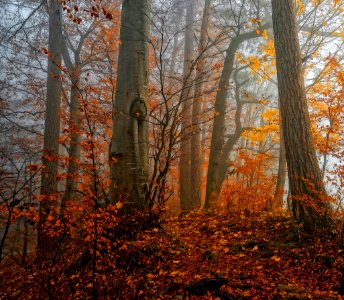 brown trees