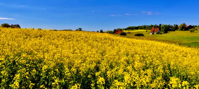 yellow petaled flower field