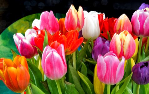 Flower, Tulip, Composition photo