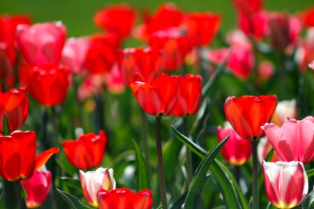 selective focus photography of red flowers