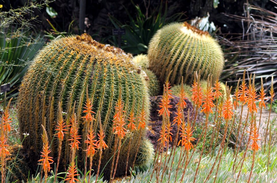 Succulent plant flora