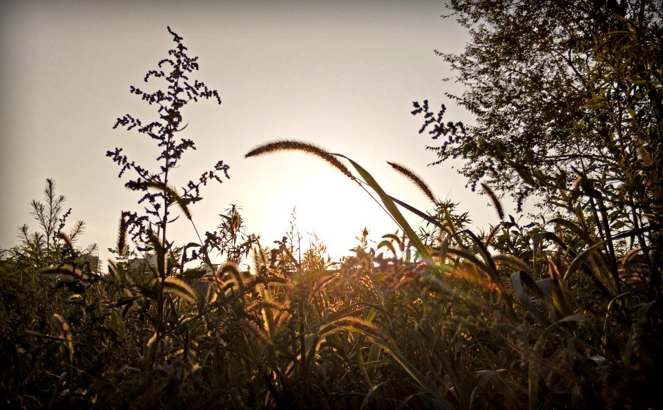 Phone, China, Grass