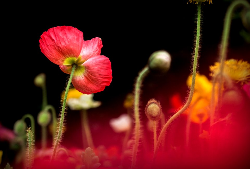 macro photo of red and white flower