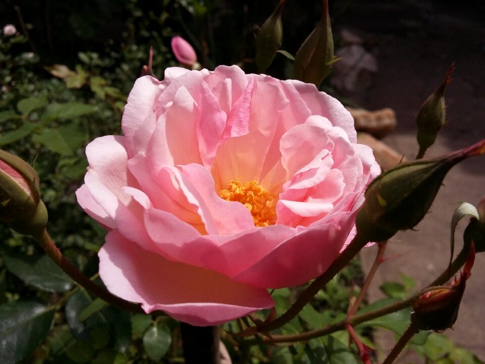 Nature flowers garden
