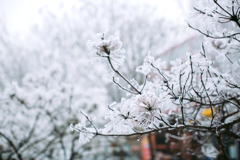 Snow, Plant