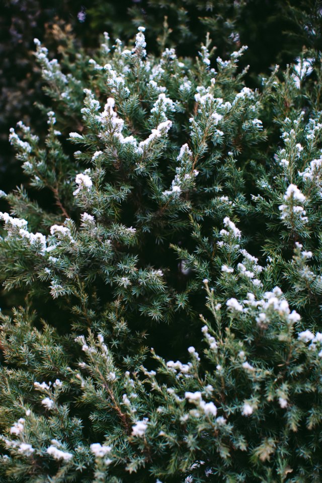 Pine, Snow