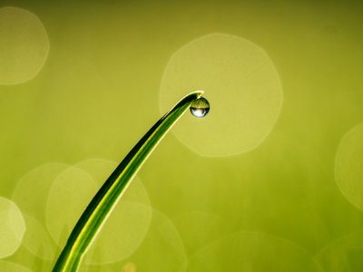Green, Macro, Bokeh