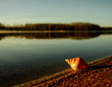 beige and brown seashell near body of water under blue sky