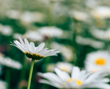 white and yellow daisy flowers