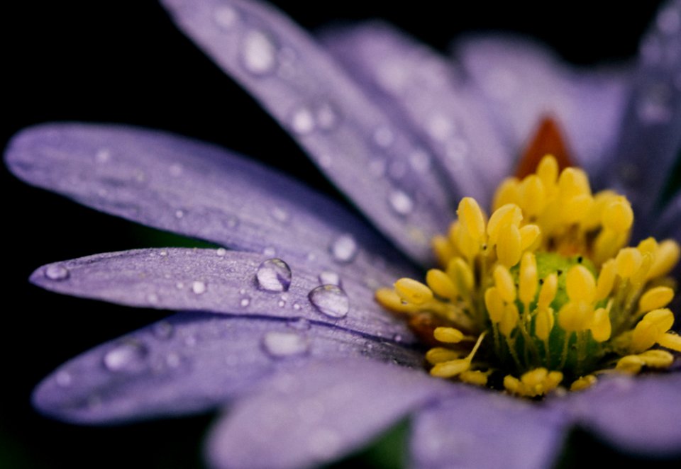 closeup photo of purple and yellow petaled flower