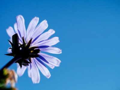 low angle photography of purple petaled flower photo