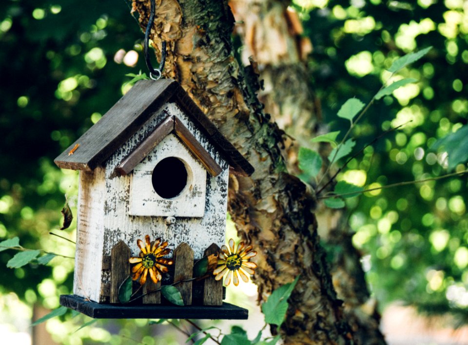 Bird house, Bird, House