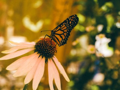 A black and yellow butterfly on a large flower.