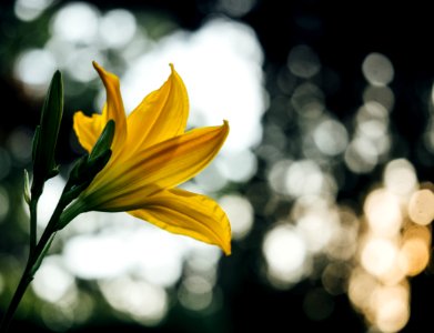 yellow lily flower photo