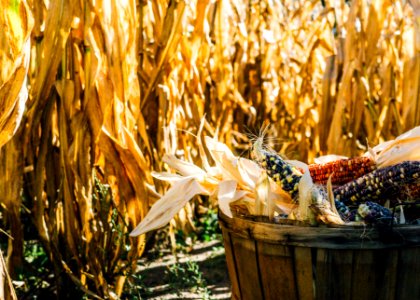 photo of corn field photo