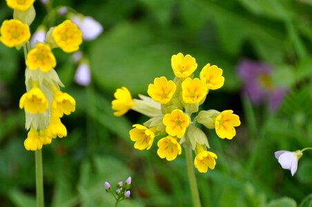 Fleurs des champs spring yellow flower