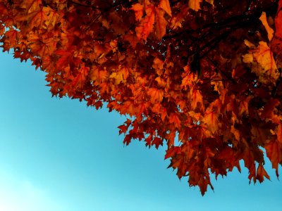 orange maple leaf tree during daytime photo
