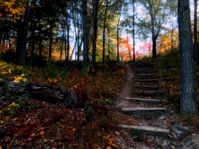 stairs near tree during daytime