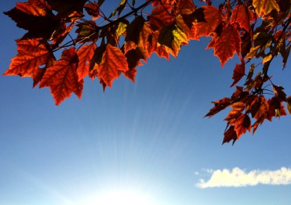 orange maple leaves during daytime
