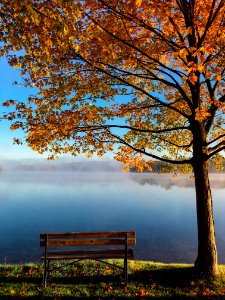 brown wooden bench beside tree photo