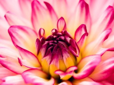 pink flower photo