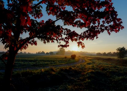 silhouette of tree fronting grass field photo